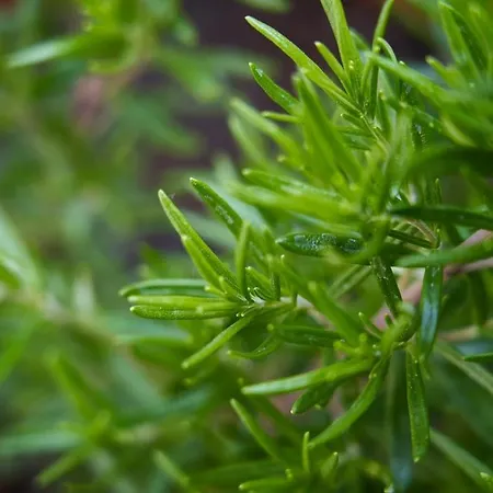 公寓 Careggi Garden Flat