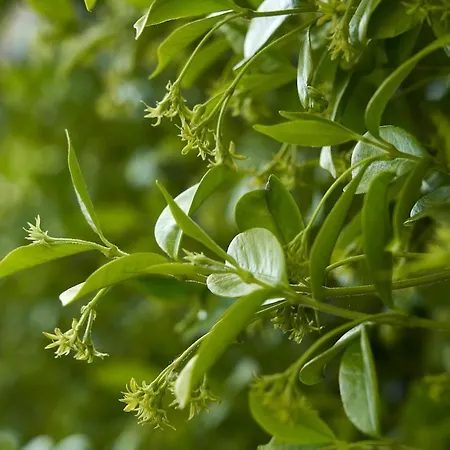 Careggi Garden Flat * 佛罗伦萨