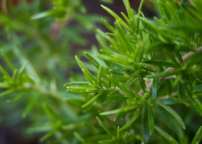 アパート Careggi Garden Flat